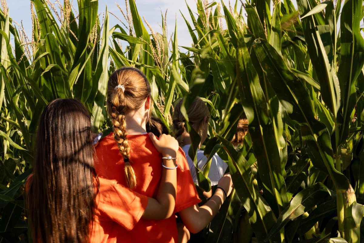 New local corn maze open for visitors